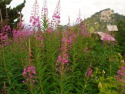 2013-08-18_Regina-F-Rau_Schachen_Blumen  (202).JPG